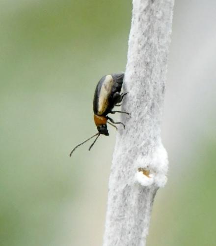 Réf. 219 529 : Longitarsus dorsalis